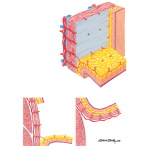 Skin Flaps Based on Direct Cutaneous Arterial Supply