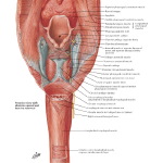 Multiple Publications image