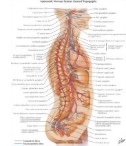 Anatomy Atlas 3E image