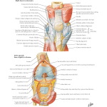 Multiple Publications image