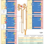 Hansen Physiology 1E image
