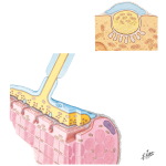 Neuromuscular Neurotransmission