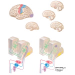 Corticocortical and Subcorticocortical Projection Circuits