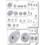 Multiple Publications image