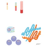 Immunogenetics of Rheumatoid Arthritis