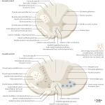 Multiple Publications image