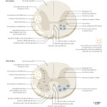 Multiple Publications image