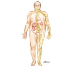 Visible Man: Organs Affected By Diabetic Neuropathy