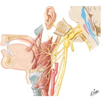 Vagus Nerve (X): Schema