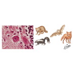 Rabies