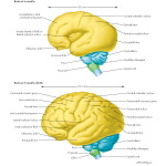 The 6-Month and 9-Month Central Nervous System