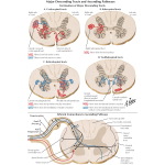 Jones 1E image