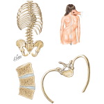 Accentuated Spinal Curvatures
