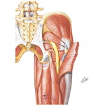 Diagnosis of Hip, Buttock, and Back Pain