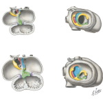 Embryology: Division of the Heart Chambers
