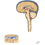 Brain: Meninges and Cerebrospinal Fluid