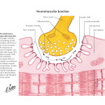 Jones 1E image