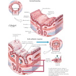 Labeled image