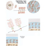 Composition of Articular Cartilage