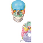 Bones of the Skull