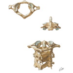 Vertebrae - Neck