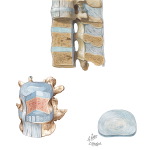 Ligaments of the Spine