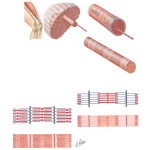 The Muscular System