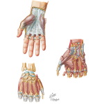 Muscles of the Hand