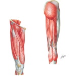 Muscles of the Thigh