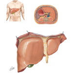 Liver