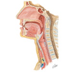 Mouth and Throat
