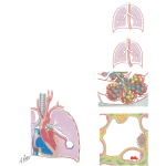 Gas Exchange