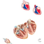 Heart As Pump