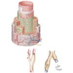 Arterial and Venous Structures