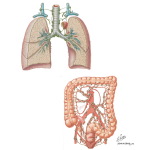 Lymph Vessels and Drainage