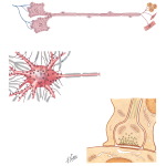 Neurons and Synapses