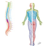 Spinal Nerves and Sensory Dermatomes
