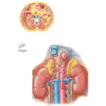 Kidneys and Ureters