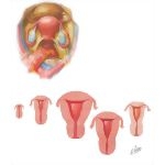 Uterus and Vagina