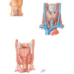 Thyroid and Parathyroid Glands