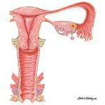 Female Reproductive Tract