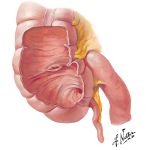 Ileocecal Region and Appendix