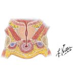 Frontal Section Through Base of Penis, Perineum, and Prostate