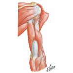 Posterior Arm