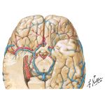 Deep Cerebral Veins - Dissection: Inferior View