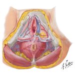 Blood Supply of Female Pelvis