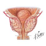 Blood Supply of Male Pelvis