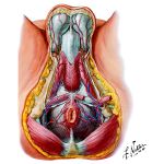 Blood Supply of Male Pelvis