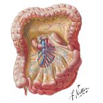 Vascular Supply of Small and Large Intestine