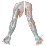 Superficial Venous Drainage